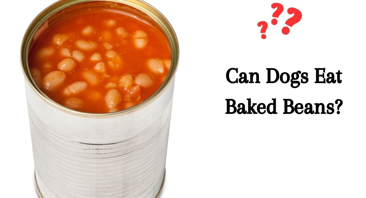 Can Dogs Eat Baked Beans